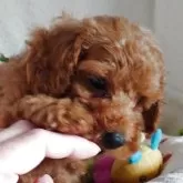 トイプードル(トイ)【滋賀県・男の子・2025年10月4日・レッド フォーン】の写真8