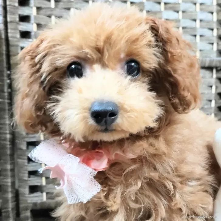 ID:2310-00571の子犬