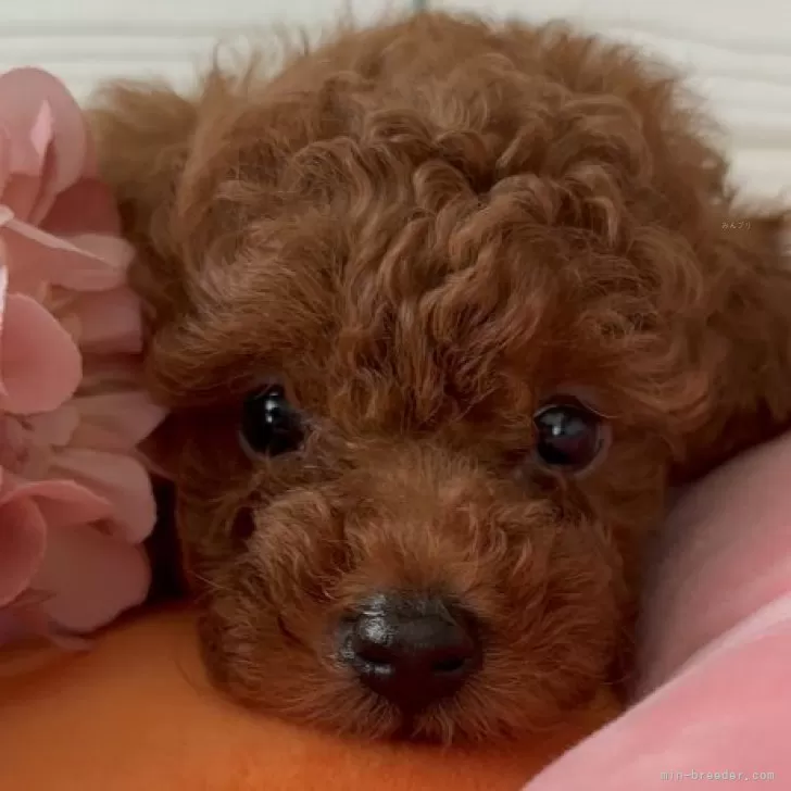 H.M 様のお迎えした子犬