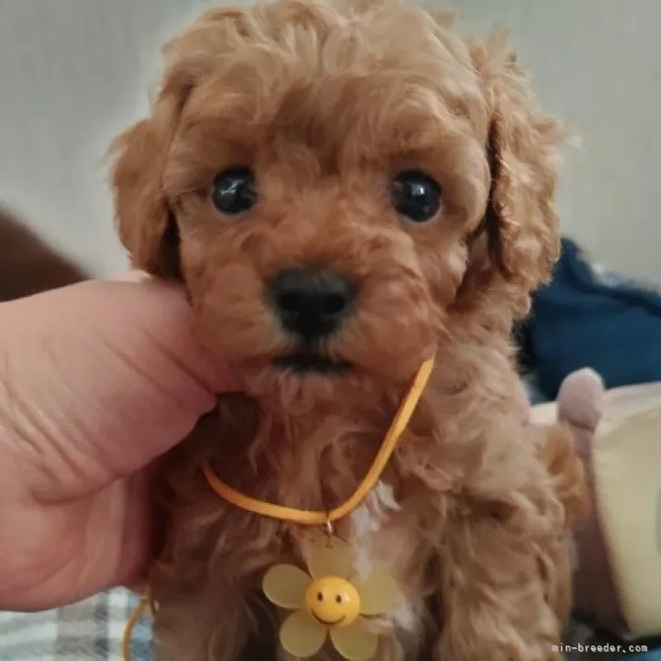 ID:2306-05132の子犬