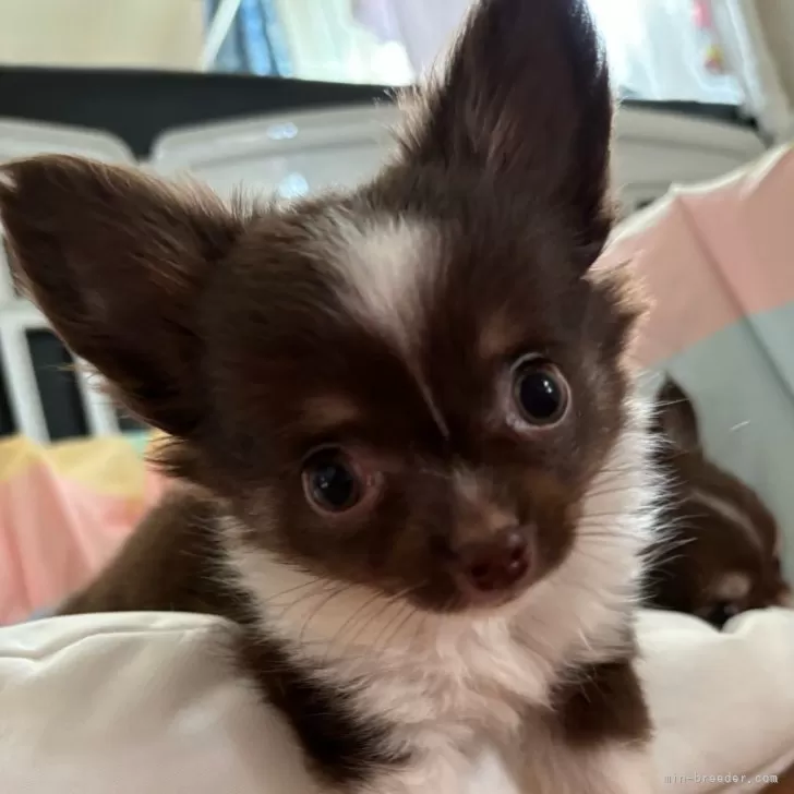 ID：2407-08066の子犬