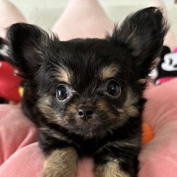 チワワ(ロング)【滋賀県・男の子・2024年7月8日・ブラックタン】の写真「人が大好き❤飼いやすい子です」