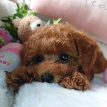 トイプードル(トイ)【滋賀県・女の子・2023年8月29日・レッド】の写真「期間限定値下げ中🐶」