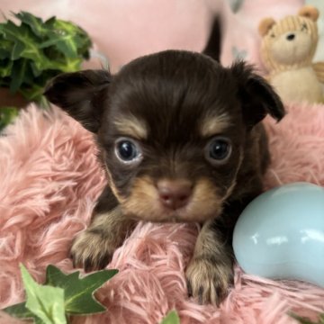 チワワ(ロング)【滋賀県・男の子・2024年5月9日・チョコタン&ホワイト】の写真「おめめ　くりくり♡」