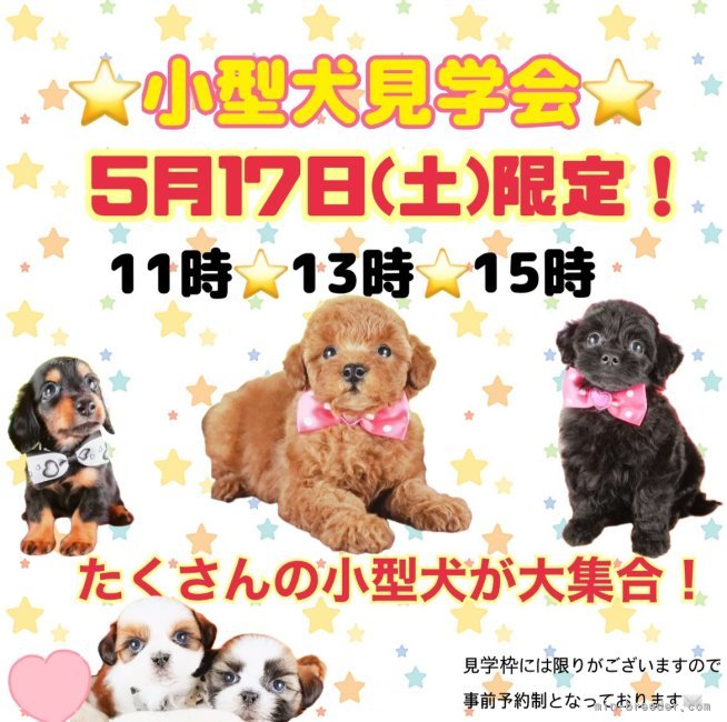 生田碧ブリーダー