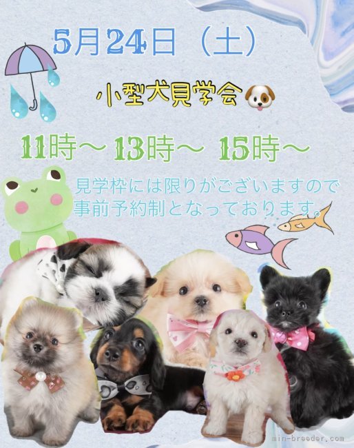 🌸5/24（土）見学会開催🌸｜生田　碧(いくた　みどり)ブリーダー(栃木県・トイプードルなど・JKC登録)の紹介写真1