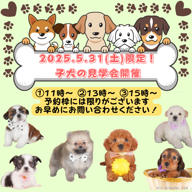 📅5/31(土)限定！子犬見学会🐶を開催🌈お問い合わせお待ちしております♬｜生田　碧(いくた　みどり)ブリーダー(栃木県・トイプードルなど・JKC登録)の紹介写真1