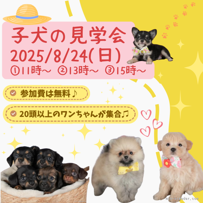 📣子犬見学会を8/24(日)限定で開催！夏休みシーズンはワンちゃんお迎えに最適な時期です🍍｜斎藤　杏菜(さいとう　あんな)ブリーダー(栃木県・トイプードルなど・JKC登録)の紹介写真1