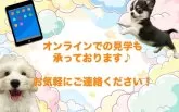 ミニチュアダックスフンド(ロング)【栃木県・男の子・2025年7月11日・ブラックタン】の写真11「ご家族でご来店が難しい方や営業時間内で会いに来られない方には特にオンライン見学がおすすめ🌟」