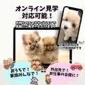 トイプードル(トイ)【栃木県・男の子・2025年9月23日・レッド】の写真8「【オンライン見学対応◎】ご遠方の方やお仕事の合間でも！スマホやパソコンで気軽に“会える”🐶」