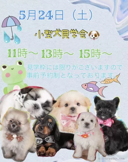 シーズー【栃木県・男の子・2025年3月20日・ホワイト&ゴールド