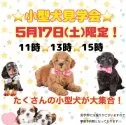 チワワ(ロング)【栃木県・女の子・2025年2月20日・ブラックタン】の写真12「5月17日(土)小型ワンちゃんの見学会を開催いたします！お気軽にお問い合わせください♬」