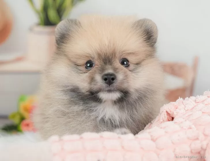 禁断のポメラニアンさ専用 ふぁみ 生後6ヶ月 猿期中 862g😅 もしかして 世界最小