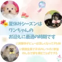 トイプードル(トイ)【栃木県・男の子・2025年2月8日・レッド】の写真14「夏休みシーズンはワンちゃんと一緒に過ごして絆を深める絶好の季節です🍉お問合せお待ちしております♫」