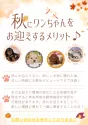 タイニープードル【栃木県・男の子・2025年7月11日・レッド】の写真14「秋口にワンちゃんをお迎えするとお散歩デビューは涼しい時期で快適。他にもメリットがありお迎えに最適🍂」