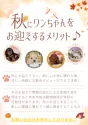 チワワ(ロング)【栃木県・女の子・2025年7月8日・チョコレートタン】の写真14「秋口にワンちゃんをお迎えするとお散歩デビューは涼しい時期で快適。他にもメリットがありお迎えに最適🍂」