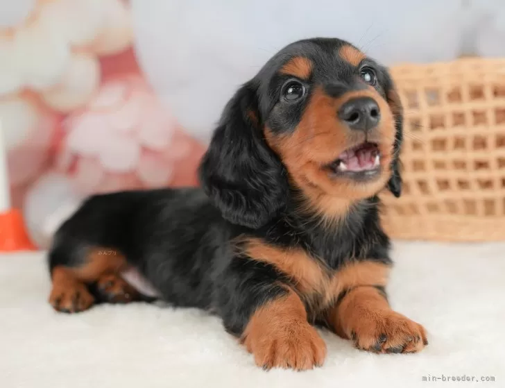 ミニチュアダックスフンド(ロング)【栃木県・男の子・2025年10月16日