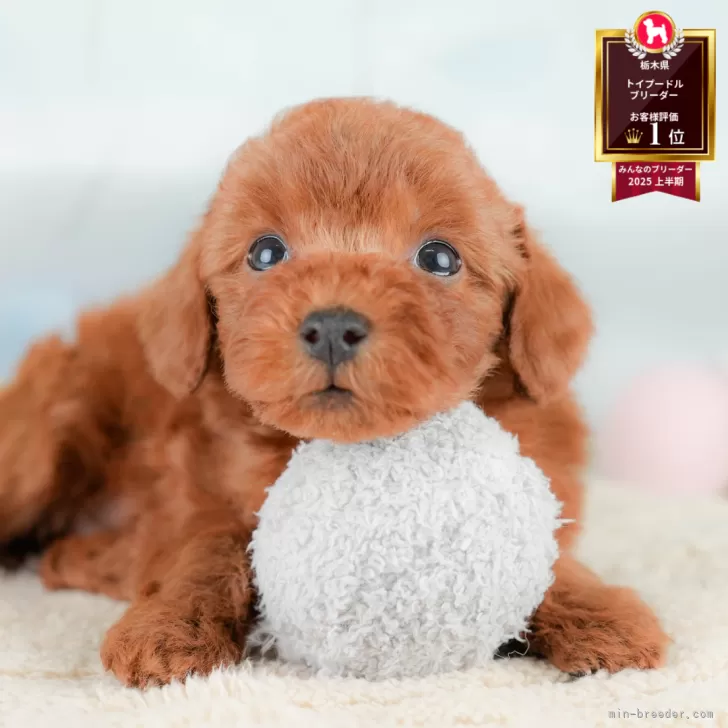 トイプードル(トイ)【栃木県・男の子・2025年9月23日・レッド】の写真1「全頭総額表示で安心 接種済ワクチン代・マイクロチップ代・健康診断込みの価格です!!😊」