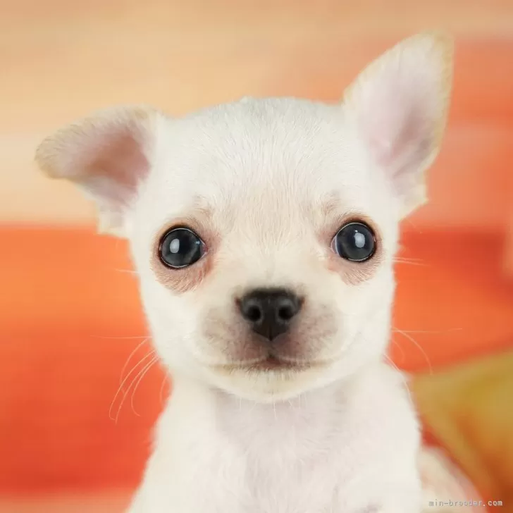 T.N 様のお迎えした子犬