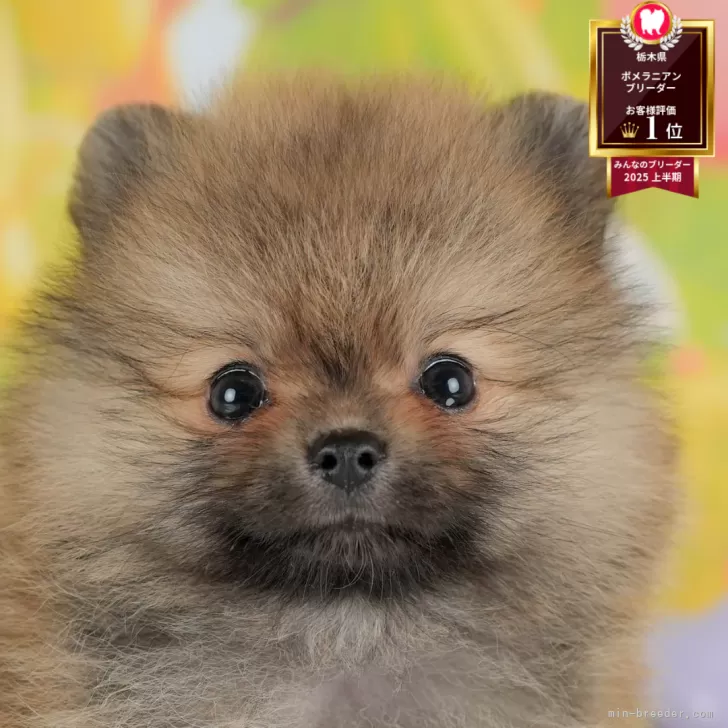 ポメラニアン【栃木県・男の子・2025年7月13日・オレンジ】の写真1「全頭総額表示で安心 接種済ワクチン代・マイクロチップ代・健康診断込みの価格です!!😊」