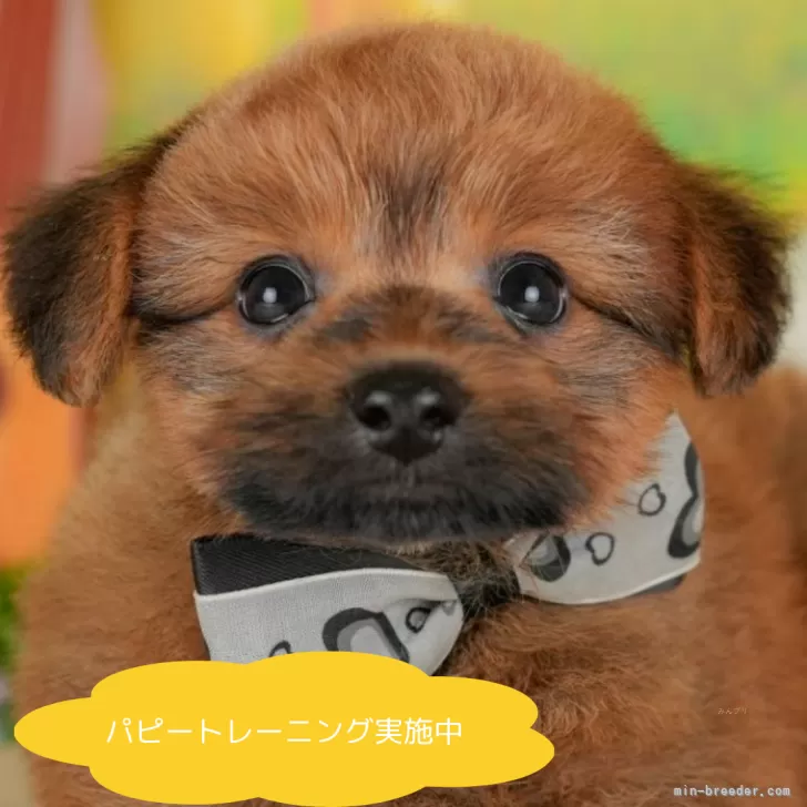 ポメプー(ポメラニアン×トイプードル)【栃木県・男の子・2025年5月1日・レッド】の写真1「全頭総額表示で安心 接種済ワクチン代・マイクロチップ代・健康診断込みの価格です!!😊」