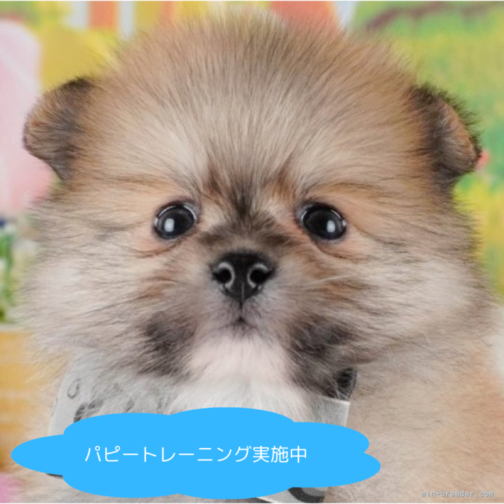 ブリーダー画像