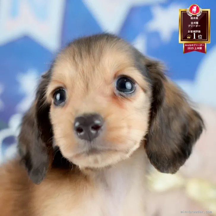 ID：2510-07720の子犬