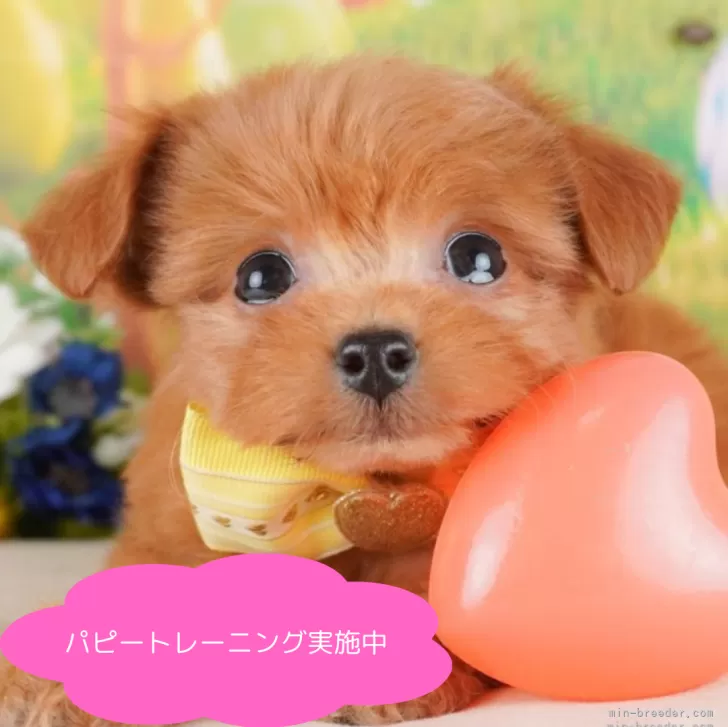 ID:2503-05227の子犬