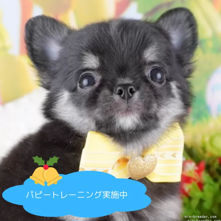 Chou_Papa 様のお迎えした子犬