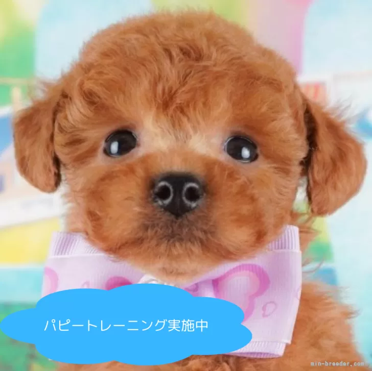 ID:2503-03089の子犬