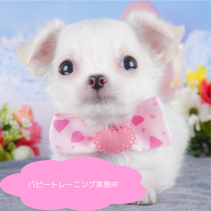 チワワ(ロング)【栃木県・女の子・2024年10月5日・ホワイト】総額表示！とっても小さい女の子🩷｜みんなのブリーダー（子犬ID：2412-00609）