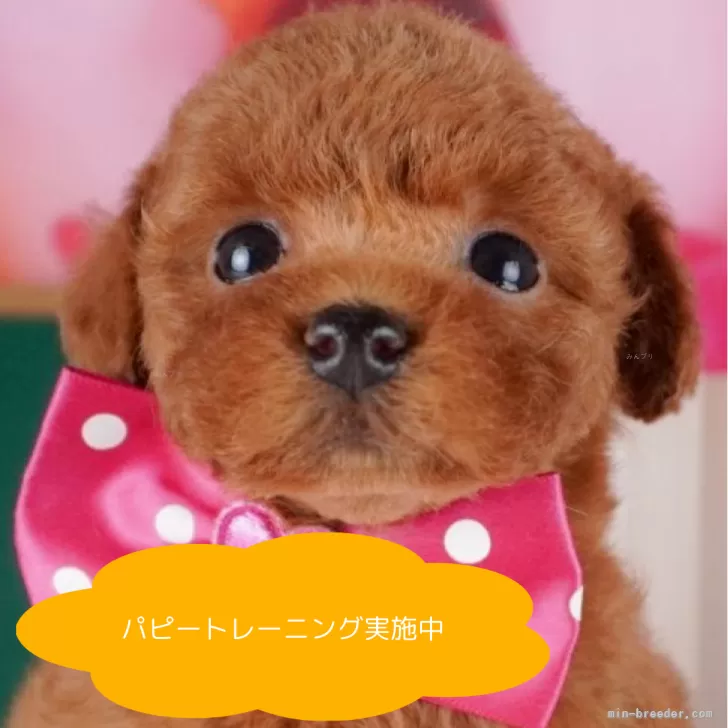 M.T 様のお迎えした子犬