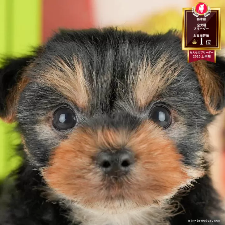 ID:2506-04970の子犬