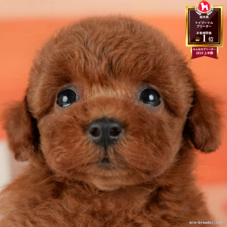 ブリーダー画像