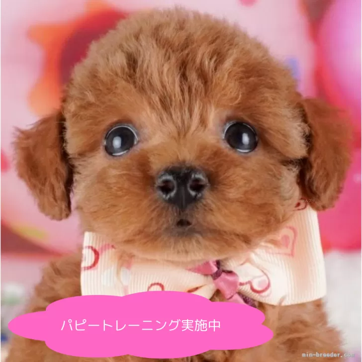 トイプードル(トイ)【栃木県・女の子・2025年4月9日・レッド】の写真1「全頭総額表示で安心 接種済ワクチン代・マイクロチップ代・健康診断込みの価格です!!😊」