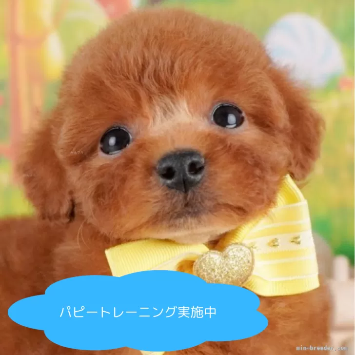 トイプードル(トイ)【栃木県・男の子・2025年3月1日・レッド】の写真1「全頭総額表示で安心 接種済ワクチン代・マイクロチップ代・健康診断込みの価格です!!😊」