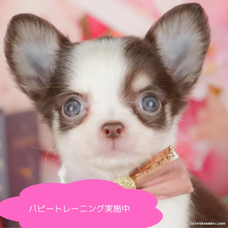 チワワ(ロング)【栃木県・女の子・2025年5月18日・チョコレート&ホワイト】の写真1「全頭総額表示で安心 接種済ワクチン代・マイクロチップ代・健康診断込みの価格です!!😊」