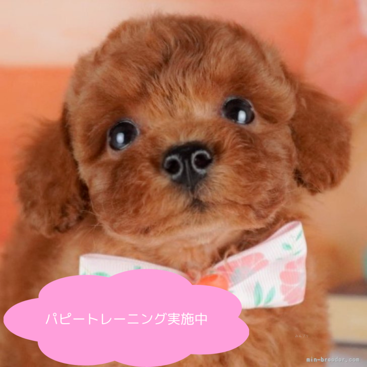 ブリーダー画像