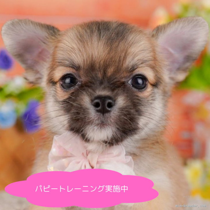 ブリーダー画像