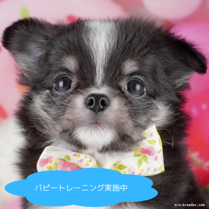 ブリーダー画像