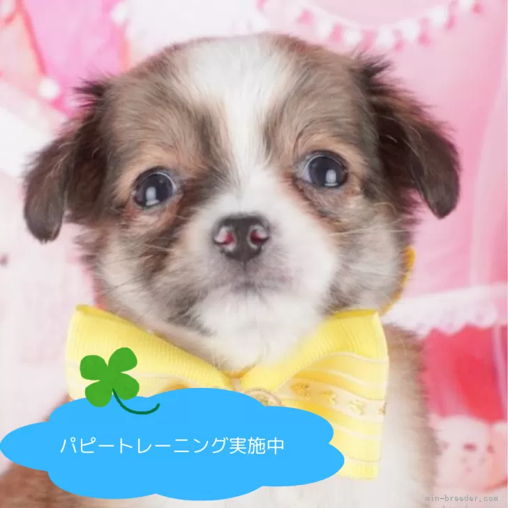 ID:2504-02230の子犬