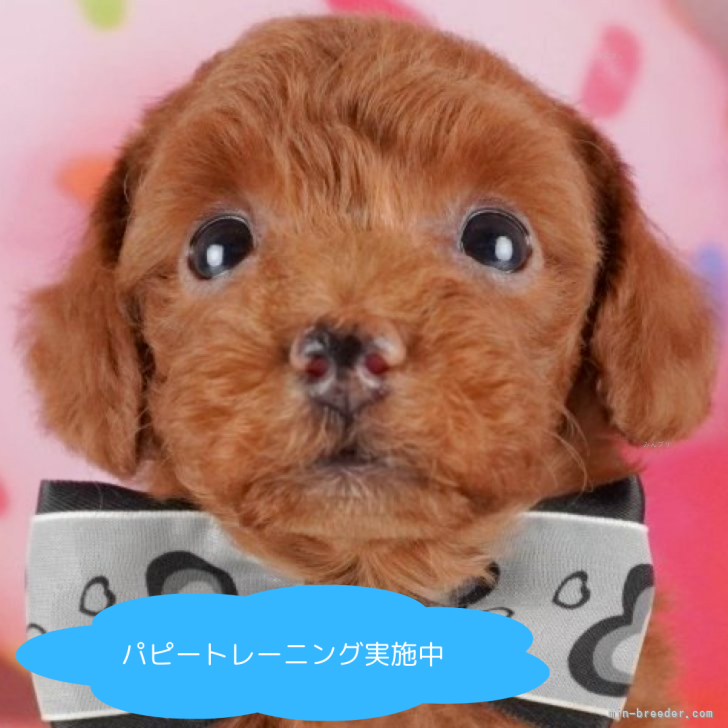 ブリーダー画像