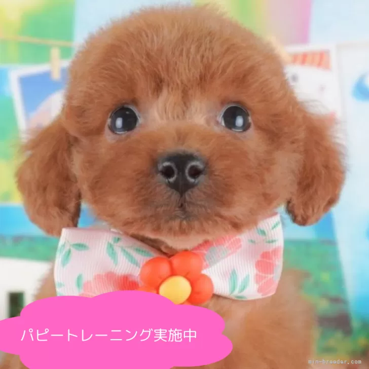 ID:2503-02794の子犬