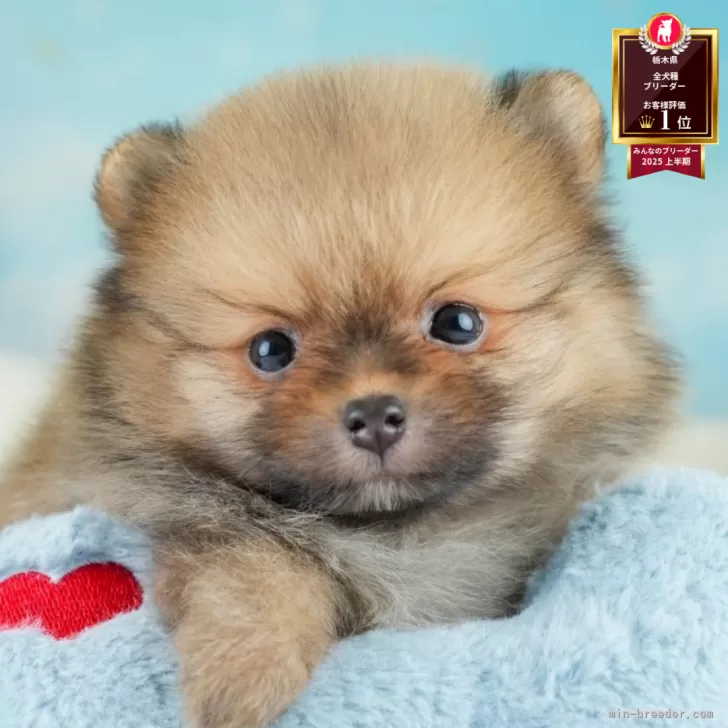 くれあ 様のお迎えした子犬