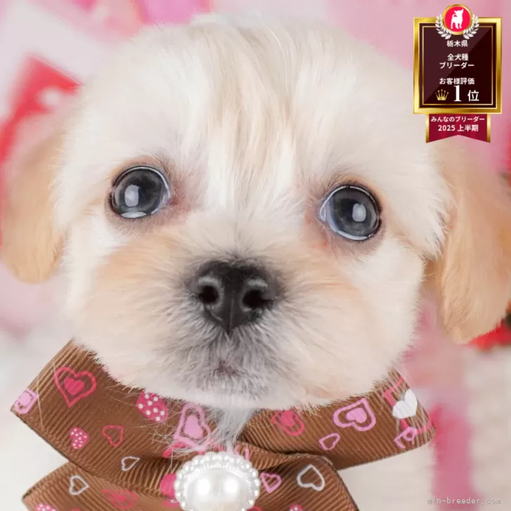 ID：2504-04553の子犬