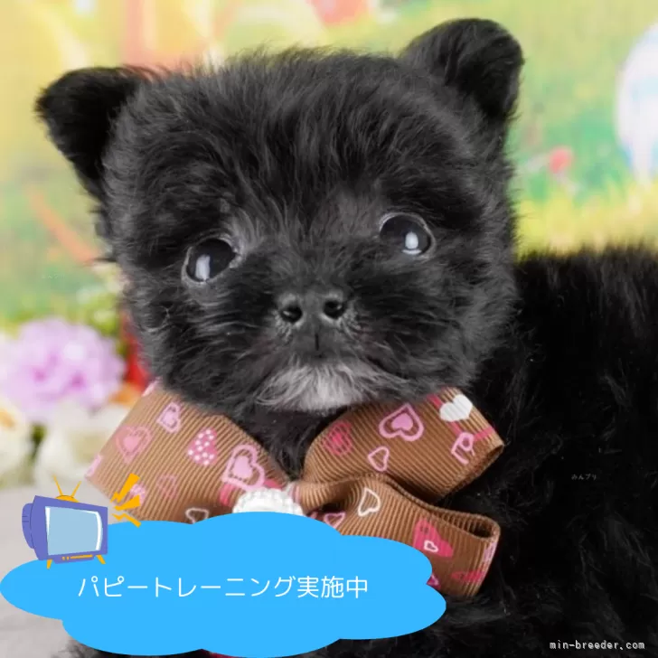 hina 様のお迎えした子犬