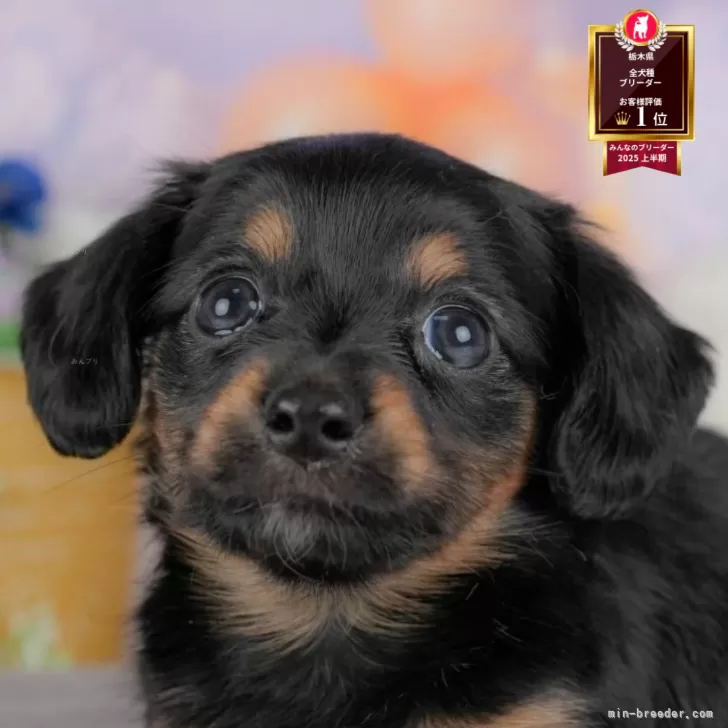 M.O 様のお迎えした子犬