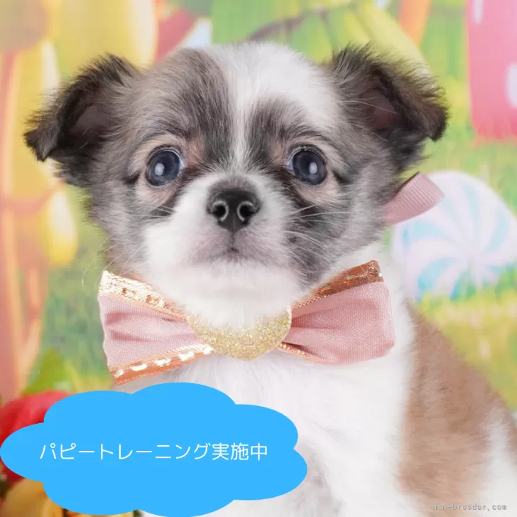 ID:2501-00291の子犬