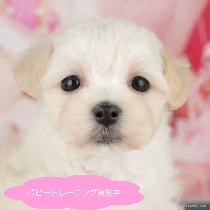 マルプー(マルチーズ×トイプードル)【栃木県・女の子・2025年4月13日・クリーム】の写真1「全頭総額表示で安心 接種済ワクチン代・マイクロチップ代・健康診断込みの価格です!!😊」