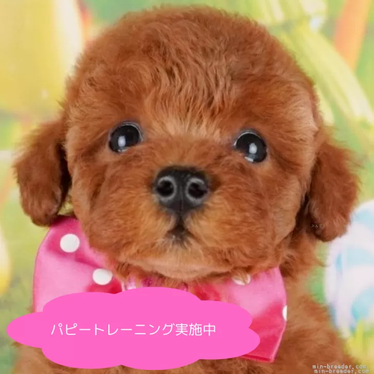M.S 様のお迎えした子犬